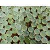 Natural Xiu Jade (Serpentine) Pumpkin Bead